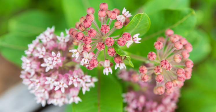 This Week at Phipps: July 6 – 12 This Week at Phipps: July 6 – 12