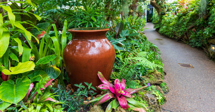 This Week at Phipps: July 20 – 26 This Week at Phipps: July 20 – 26