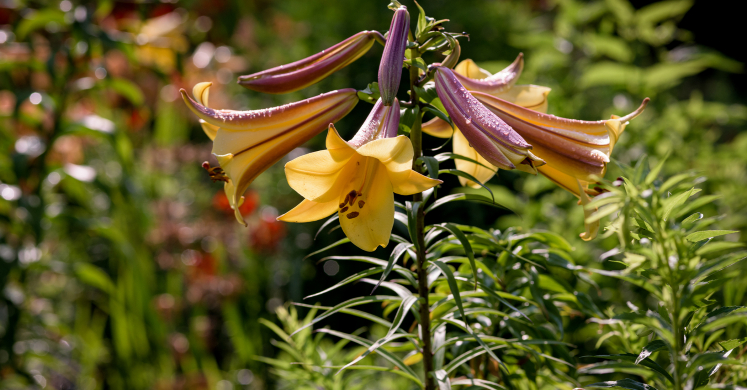 This Week at Phipps: July 13 – 19 This Week at Phipps: July 13 – 19