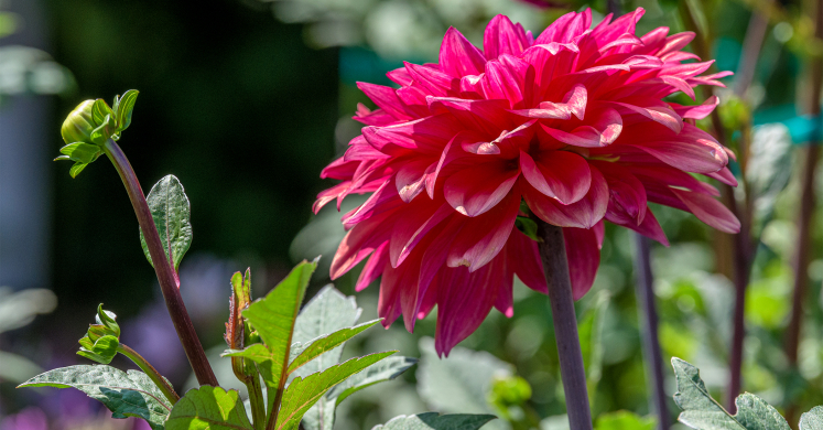 This Week at Phipps: Aug. 16 – 22 This Week at Phipps: Aug. 16 – 22