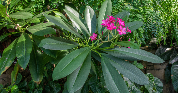 This Week at Phipps: Sept. 14 – 20 This Week at Phipps: Sept. 14 – 20