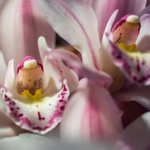 This Week at Phipps: Jan. 10 – 16