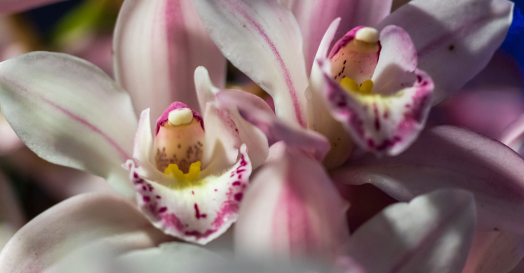 This Week at Phipps: Jan. 10 – 16