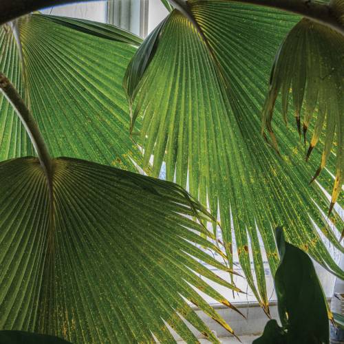 This Week at Phipps: Jan. 13 – 19