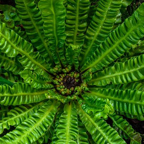 This Week at Phipps: Jan. 20 – 26