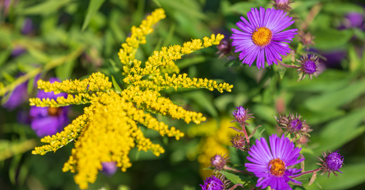 This Week at Phipps: Oct. 12 – 18 This Week at Phipps: Oct. 12 – 18