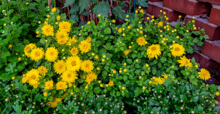 This Week at Phipps: Oct. 19 – 25 This Week at Phipps: Oct. 19 – 25