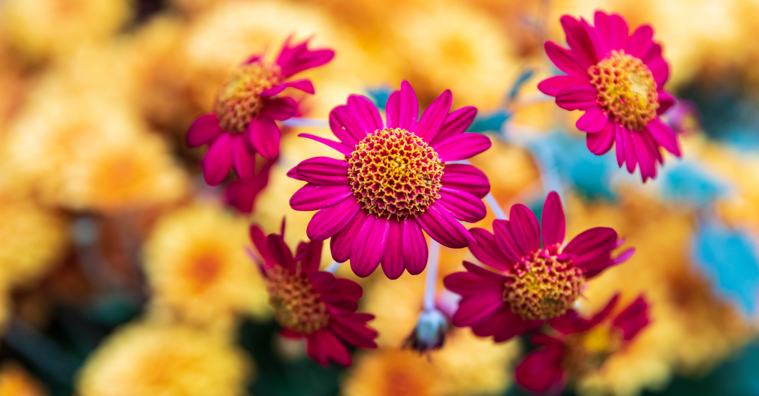 This Week at Phipps: Oct 25 31 Phipps Conservatory and Botanical