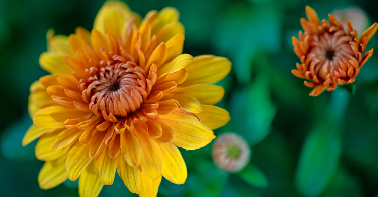 This Week at Phipps: Oct. 26 – Nov. 1 This Week at Phipps: Oct. 26 – Nov. 1