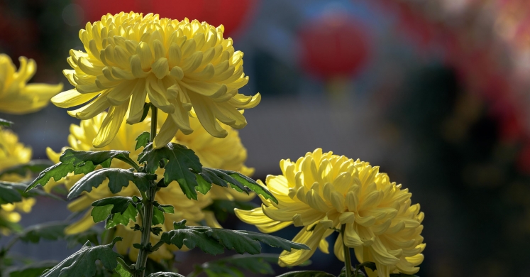 This Week at Phipps: Oct. 28 – Nov. 3 This Week at Phipps: Oct. 28 – Nov. 3
