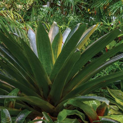 This Week at Phipps: Oct. 28 – Nov. 3