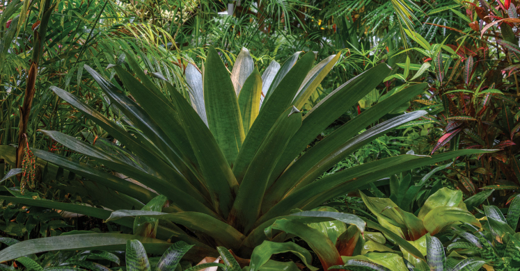 This Week at Phipps: Oct. 28 – Nov. 3 This Week at Phipps: Oct. 28 – Nov. 3