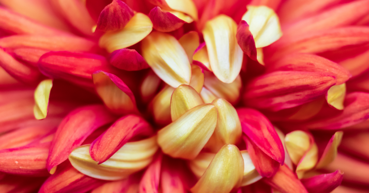 This Week at Phipps: Oct. 4 – 10 This Week at Phipps: Oct. 4 – 10