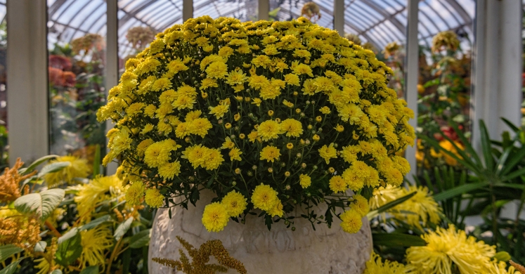 This Week at Phipps: Nov. 4 – Nov. 10 This Week at Phipps: Nov. 4 – Nov. 10