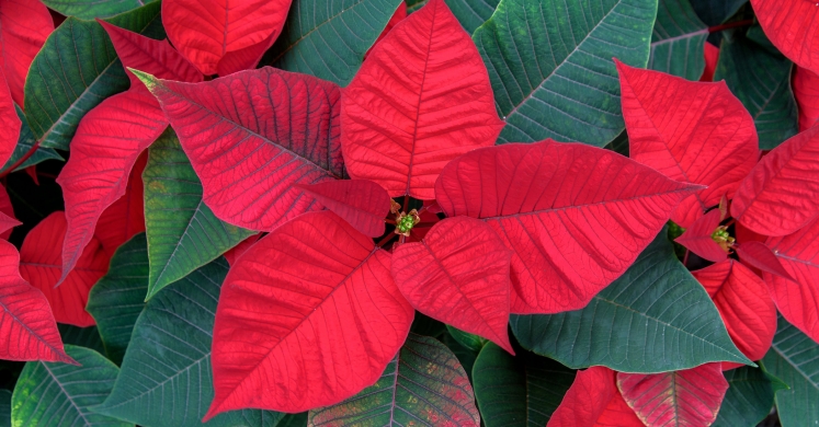 This Week at Phipps: Nov. 25 – Dec. 1 This Week at Phipps: Nov. 25 – Dec. 1