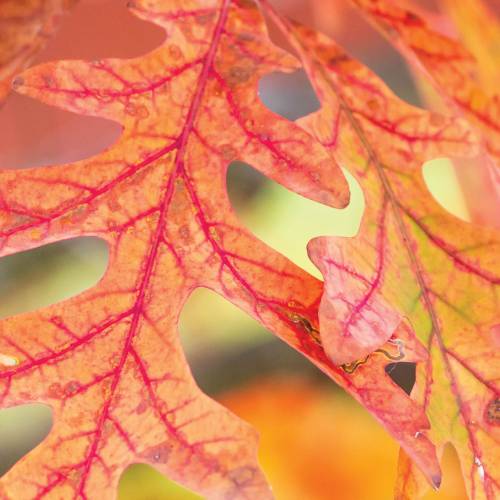 This Week at Phipps: Nov. 4 – 10