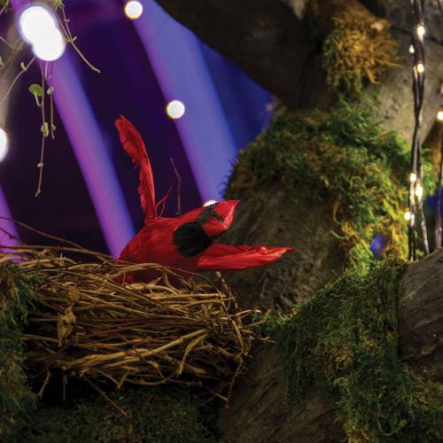 This Week at Phipps: Dec.16 – 22