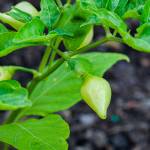 This Week at Phipps: July 27 –&nbsp; Aug. 2