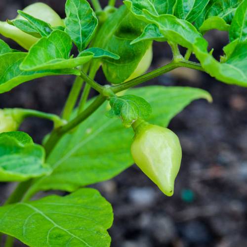 This Week at Phipps: July 27 –&nbsp; Aug. 2