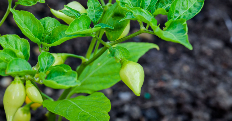 This Week at Phipps: July 27 –&nbsp; Aug. 2