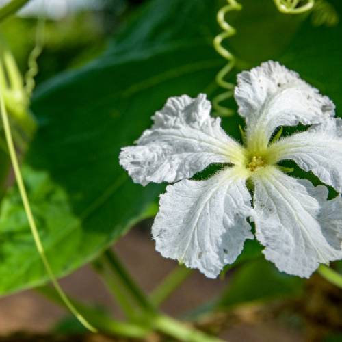This Week at Phipps: Aug. 10 – 16