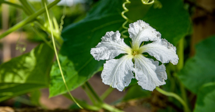 This Week at Phipps: Aug. 10 – 16