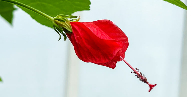 This Week at Phipps: Sept. 27 - Oct. 3 This Week at Phipps: Sept. 27 - Oct. 3