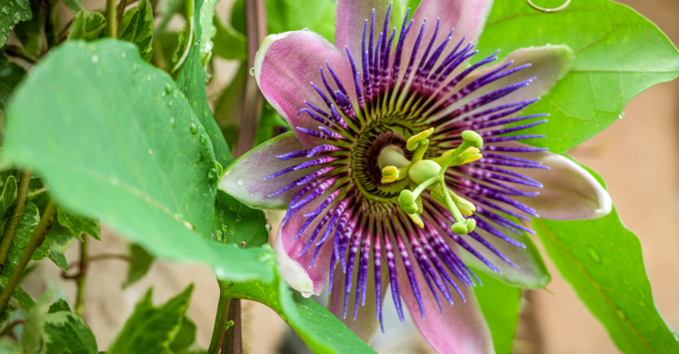 This Week at Phipps: Sept. 6 – Sept. 13 This Week at Phipps: Sept. 6 – Sept. 13