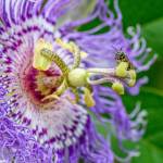 This Week at Phipps: Sept. 18 – 24