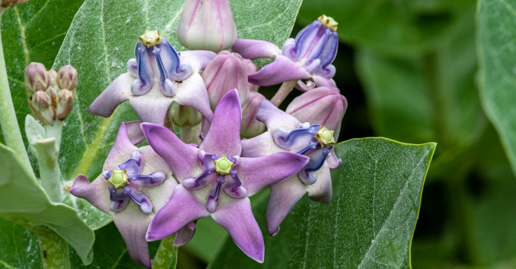 This Week at Phipps: Sept. 13 – Sept. 20 This Week at Phipps: Sept. 13 – Sept. 20