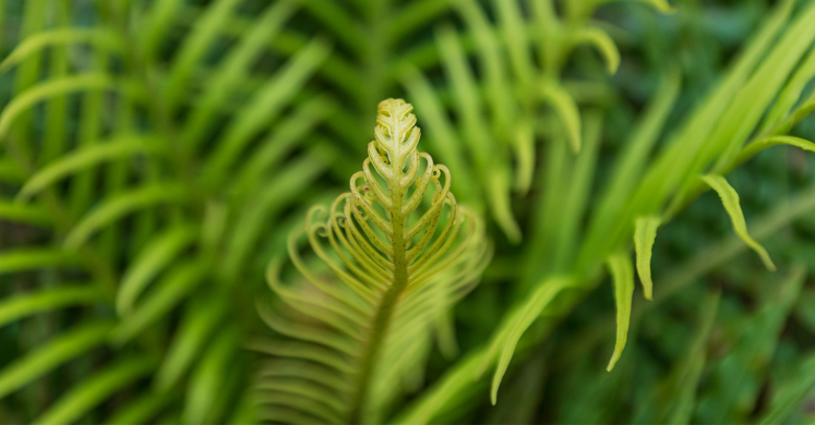This Week at Phipps: May 15 – 21 This Week at Phipps: May 15 – 21