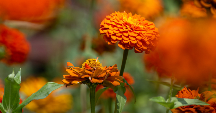 This Week at Phipps: May 29 – June 4 This Week at Phipps: May 29 – June 4
