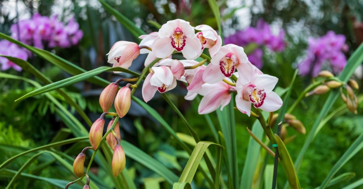 This Week at Phipps: Feb. 17 – 23 This Week at Phipps: Feb. 17 – 23