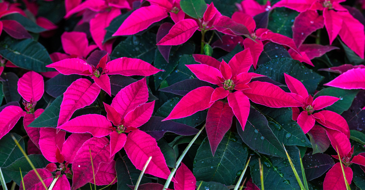 This Week at Phipps: Jan. 4 – 10 This Week at Phipps: Jan. 4 – 10