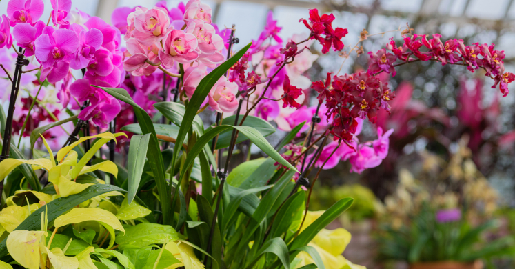 This Week at Phipps: Feb. 22 – 28 This Week at Phipps: Feb. 22 – 28