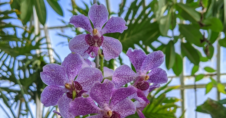 This Week at Phipps: Jan. 20 – 26 This Week at Phipps: Jan. 20 – 26