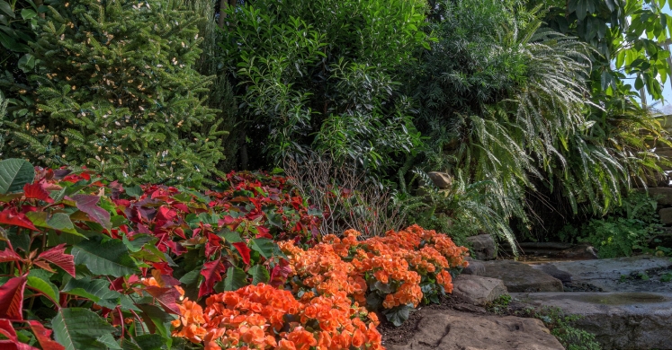 This Week at Phipps: Nov. 18 – Nov. 24 This Week at Phipps: Nov. 18 – Nov. 24