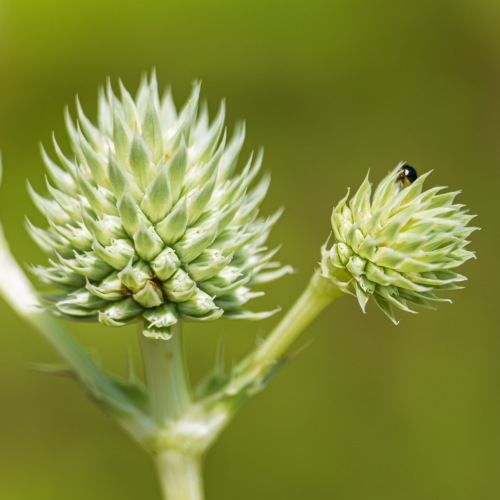 This Week at Phipps: Sept. 6 – 11