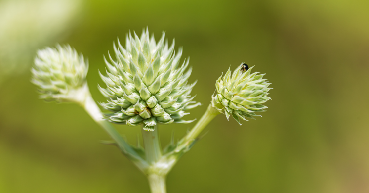 This Week at Phipps: Sept. 6 – 11