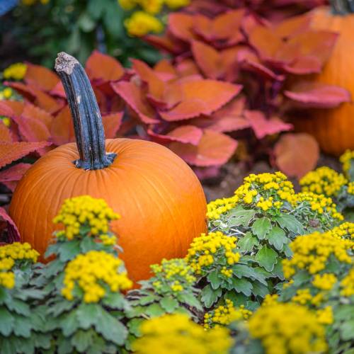 This Week at Phipps: Oct. 9 – 15