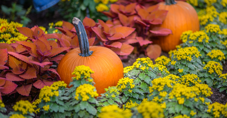 This Week at Phipps: Oct. 9 – 15 This Week at Phipps: Oct. 9 – 15