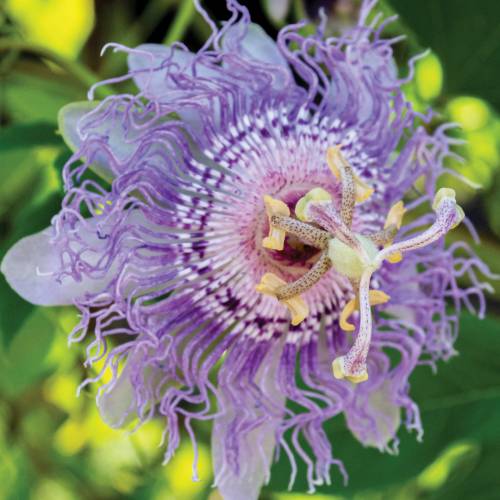 This Week at Phipps: Aug. 19 – 25