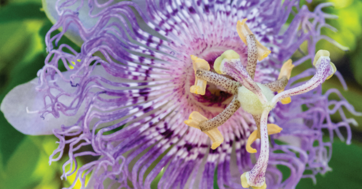 This Week at Phipps: Aug. 19 – 25