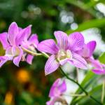 This Week at Phipps: Jan. 12 – 18