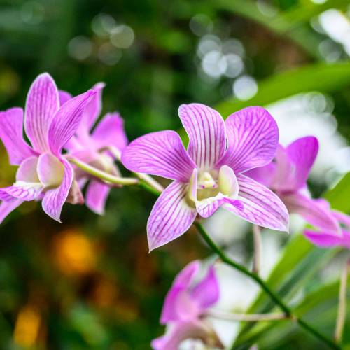 This Week at Phipps: Jan. 12 – 18