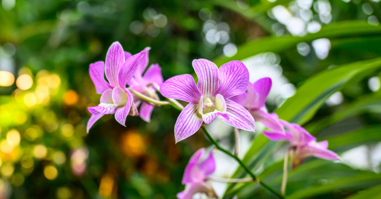 This Week at Phipps: Jan. 12 – 18