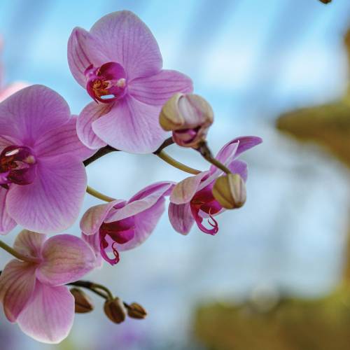 This Week at Phipps: Jan. 19 – 25