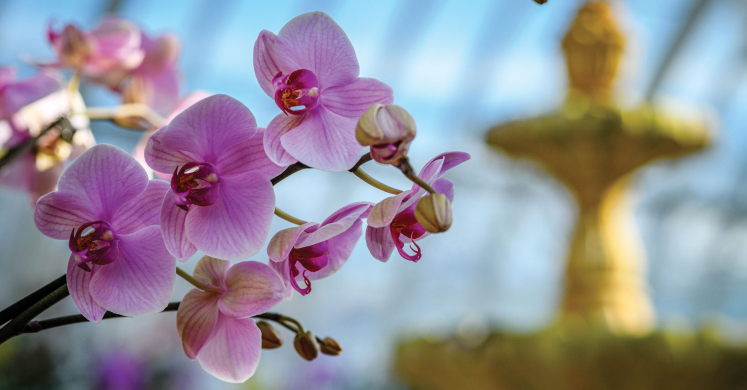 This Week at Phipps: Jan. 19 – 25