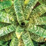 This Week at Phipps: Jan. 26 – Feb. 1