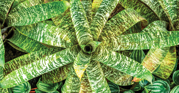 This Week at Phipps: Jan. 26 – Feb. 1